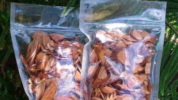 Manfaat Kayu Bajakah, Efek Samping, dan Cara Mengkonsumsinya