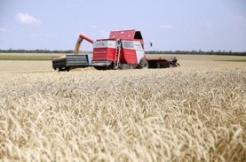 Harga Gandum Termurah Sejak Akhir 2021, Sentimen untuk…