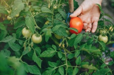 Viral Petani Buang Tomat ke Jurang Imbas Harga Anjlok, Ini Respons Kementan