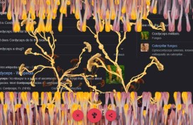 Layar Komputer Bakal 'Diserang' Jamur Cordyceps saat Googling Hal Ini