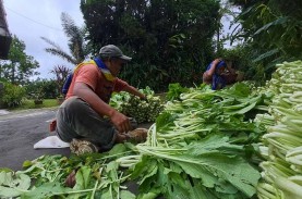 Petani di Bandungan Keluhkan Harga Jual Komoditas…