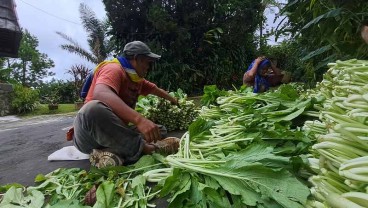 Petani di Bandungan Keluhkan Harga Jual Komoditas Hortikultura