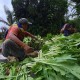 Petani di Bandungan Keluhkan Harga Jual Komoditas Hortikultura