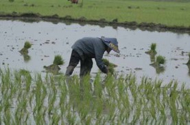 Jatim Siapkan Kuota Subsidi Asuransi Tanaman Padi…