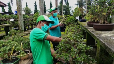 Balai Karantina Semarang Sertifikasi 1.104 Tanaman Bonsai