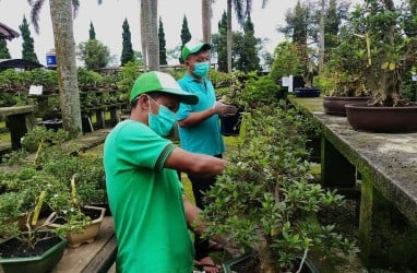 Balai Karantina Semarang Sertifikasi 1.104 Tanaman Bonsai