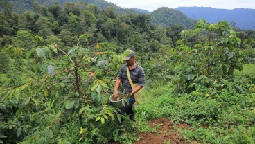 Berkebun Kopi Robusta di Kawasan Hutan Lindung Kota Padang