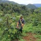 Berkebun Kopi Robusta di Kawasan Hutan Lindung Kota Padang