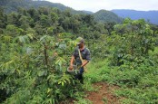 Berkebun Kopi Robusta di Kawasan Hutan Lindung Kota Padang