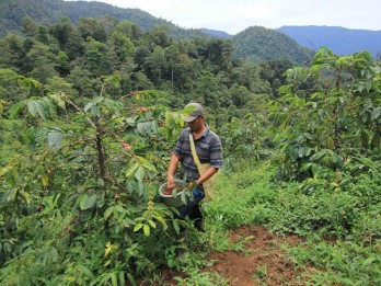 Berkebun Kopi Robusta di Kawasan Hutan Lindung Kota Padang