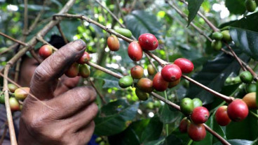 Kaltim Ingin Angkat Pamor Kopi Setempat