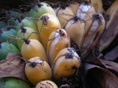 Langka! Ini 6 Buah-buahan yang Terancam Punah di Dunia