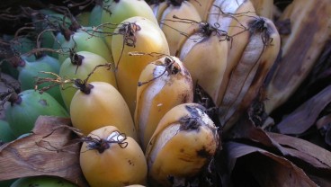 Langka! Ini 6 Buah-buahan yang Terancam Punah di Dunia