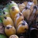Langka! Ini 6 Buah-buahan yang Terancam Punah di Dunia