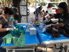 Wisatawan Mulai Ramai, Bali Berupaya Tekan Kasus Rabies