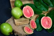 Manfaat Jambu Biji untuk Kesehatan dan Kandungan Nutrisinya