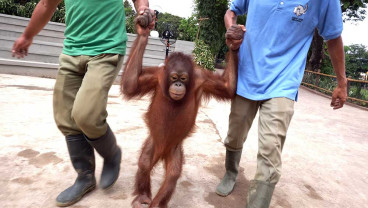 Solo Safari Resmi Dibuka, Pengunjung Bisa Berinteraksi Lebih Dekat Dengan Satwa