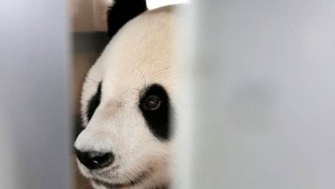 Bangkrut, Kebun Binatang Finlandia Pulangkan Panda ke China