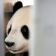 Bangkrut, Kebun Binatang Finlandia Pulangkan Panda ke China