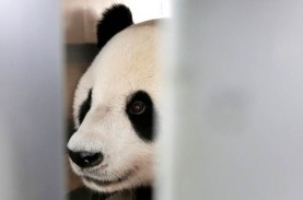 Bangkrut, Kebun Binatang Finlandia Pulangkan Panda…