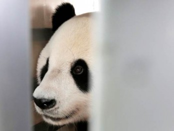 Bangkrut, Kebun Binatang Finlandia Pulangkan Panda ke China