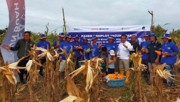 Gelar Demplot, Pupuk Kaltim Tingkatkan Produktivitas Jagung Pipil Nunukan