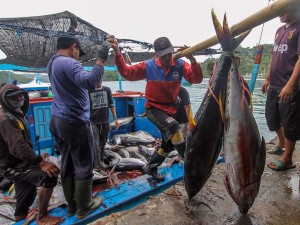 Cuaca Buruk Membuat Tangkapan Ikan Nelayan di Jawa Timur Menurun