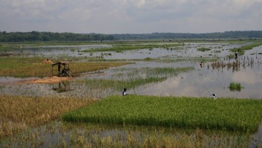 Ribuan Hektare Lahan Pertanian di Kabupaten Cirebon Kena Dampak Banjir