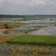 Ribuan Hektare Lahan Pertanian di Kabupaten Cirebon Kena Dampak Banjir