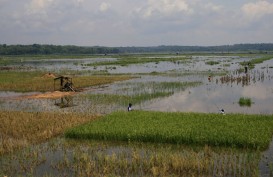 Ribuan Hektare Lahan Pertanian di Kabupaten Cirebon Kena Dampak Banjir