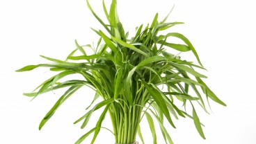 Ini 10 Manfaat Kangkung bagi Kesehatan serta Efek Sampingnya