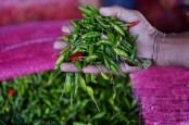 Makanan Pedas Bisa Kurangi Lemak Perut, Ini Alasannya
