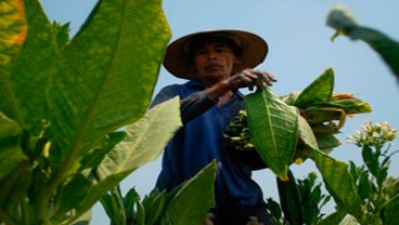 Kawasan Industri Hasil Tembakau Bakal Dibangun di Jatim
