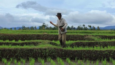 Terhitung 2023, Petani di Sumbar Wajib Punya Kartu Tani untuk Beli Pupuk Subsidi