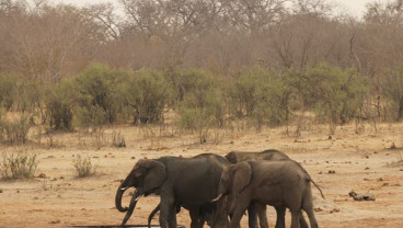 Antisipasi Interaksi dengan Masyarakat, Tiga Gajah Sumatra Dipasangi GPS