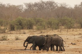Antisipasi Interaksi dengan Masyarakat, Tiga Gajah…