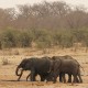 Antisipasi Interaksi dengan Masyarakat, Tiga Gajah Sumatra Dipasangi GPS