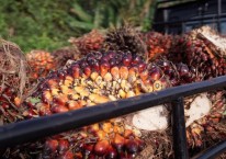 Kelapa sawit ditumpuk di atas sebuah truk di Penajam, Kalimantan Timur, Rabu (27/11/2019)./Bloomberg-Dimas Ardian. Mengintip Efek Kenaikan DMO CPO di Atas 50 Persen