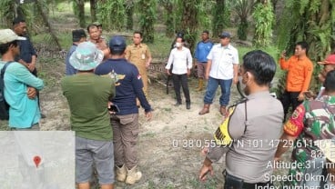 PTPN V Sigap Lindungi Karyawan dan Masyarakat Usai Kemunculan Harimau Sumatra