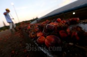 DMO Sawit Naik 50 Persen, Triputra Agro (TAPG) Sebut Tidak Berdampak Signifikan pada Kinerja