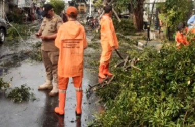 Update: 14 Pohon Tumbang Akibat Hujan Disertai Angin Guyur Jakarta