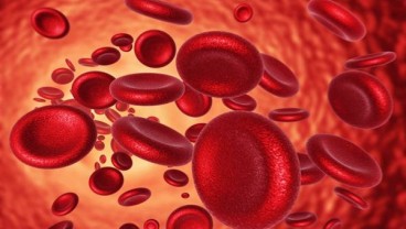 Cara Meningkatkan Jumlah Hemoglobin di Darah