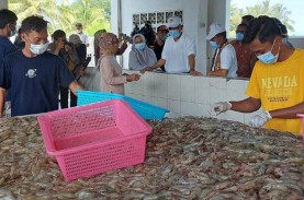 Kona Bay Indonesia (KBI) Ekspor Induk Udang Vaname…