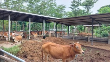 Populasi Sapi Khas Trenggalek Terus Menurun