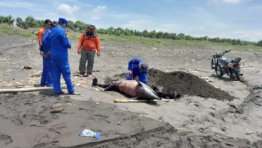 Seekor Lumba-lumba Mati Terdampar di Pantai Selatan Jember