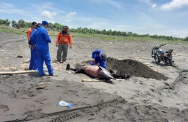 Seekor Lumba-lumba Mati Terdampar di Pantai Selatan Jember