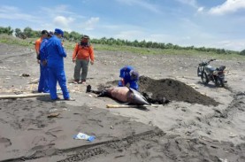 Seekor Lumba-lumba Mati Terdampar di Pantai Selatan…