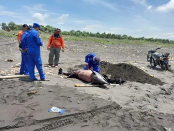 Seekor Lumba-lumba Mati Terdampar di Pantai Selatan Jember