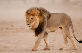 Viral Video Singa Tabrak Mobil Pengunjung Taman Safari hingga Penyok