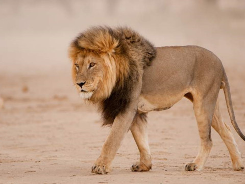 ilustrasi Singa/krugernationalpark